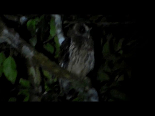 Mottled Owl - ML201741161