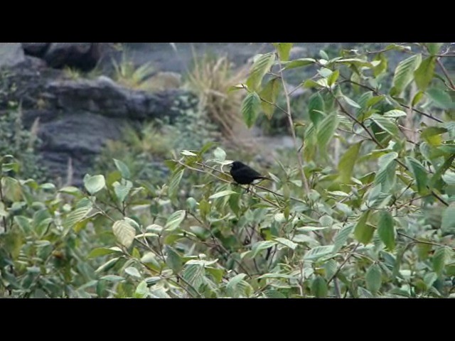 The tiny black bird, Fajã da Ovelha – Preços 2024 atualizados