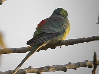 Red-rumped Parrot - ML201741631
