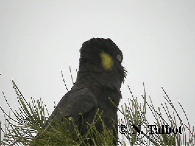 Yellow-tailed Black-Cockatoo - ML201741711