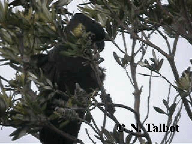 Yellow-tailed Black-Cockatoo - ML201741721
