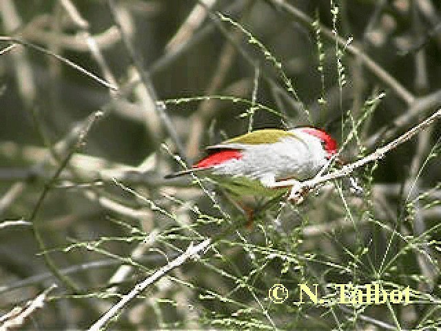 Red-browed Firetail - ML201741961