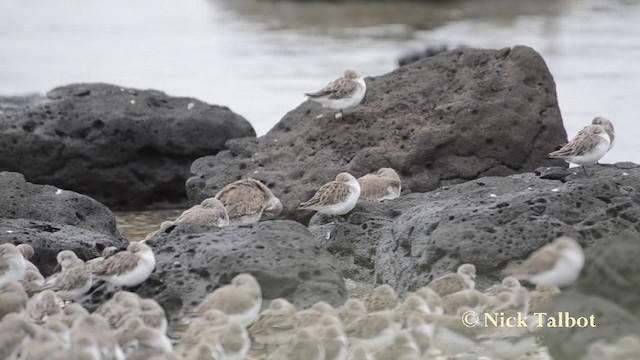 Red Knot - ML201742141