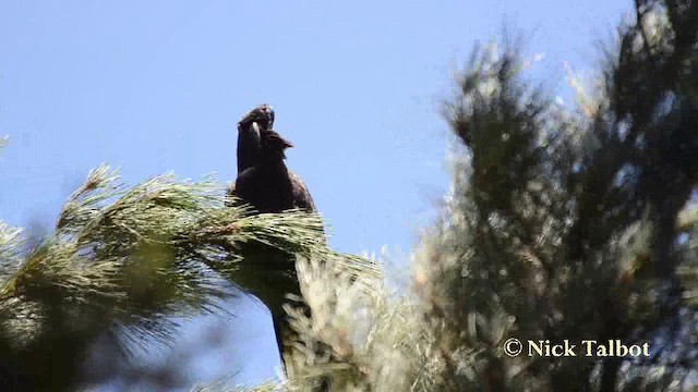 Yellow-tailed Black-Cockatoo - ML201742311