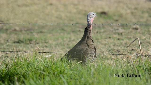Wild Turkey (Domestic type) - ML201742321