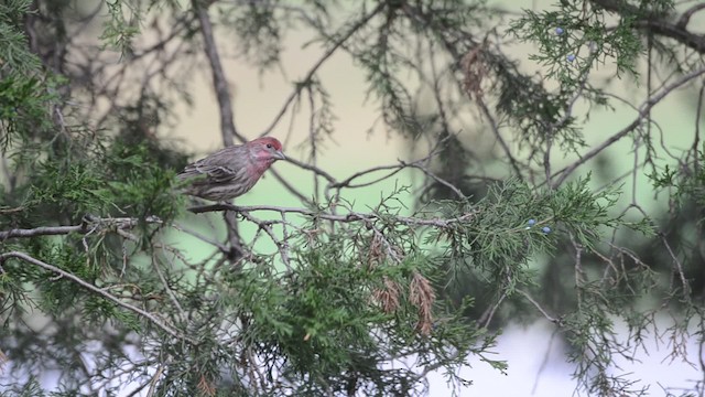 House Finch (Common) - ML201742611