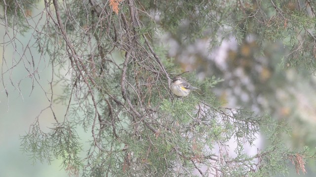 Yellow-rumped Warbler (Myrtle) - ML201742621