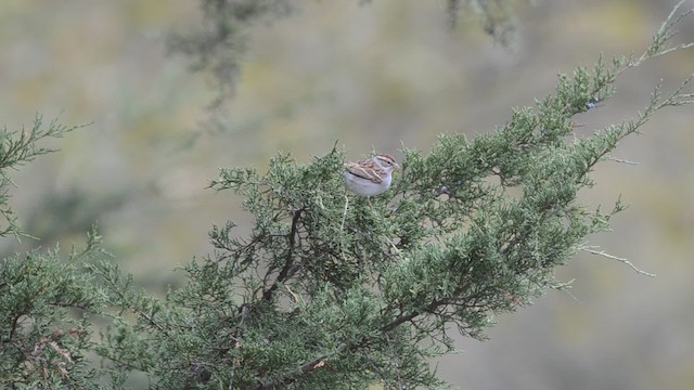 Chipping Sparrow - ML201742641