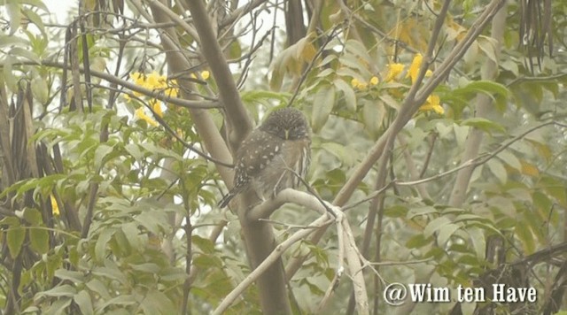 Peruvian Pygmy-Owl - ML201742871