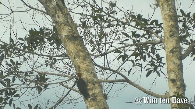 Red-necked Woodpecker - ML201742961