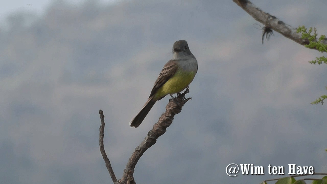 ML201742991 - Panama Flycatcher - Macaulay Library