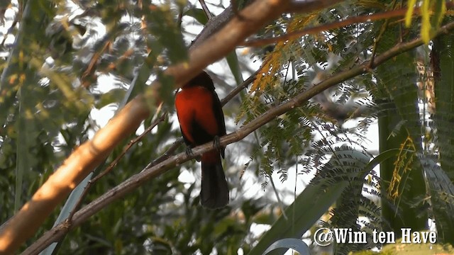 Black-bellied Tanager - ML201743081