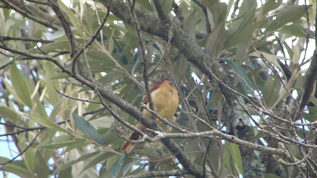  - Black-capped Piprites