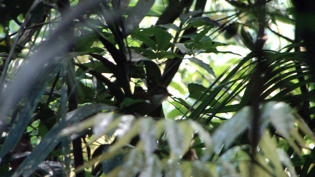 Пернамбукская лесовка - ML201743281