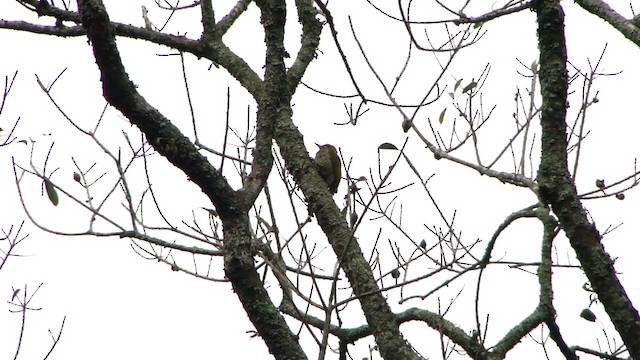 White-browed Woodpecker - ML201743391