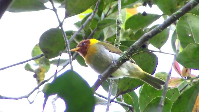 Rufous-headed Tanager - ML201743481