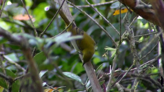 Rufous-headed Tanager - ML201743491