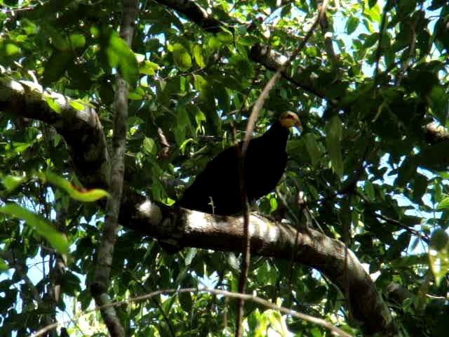 Greater Yellow-headed Vulture - ML201743531