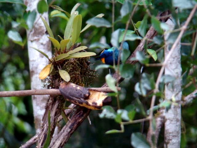 Seven-colored Tanager - ML201743541