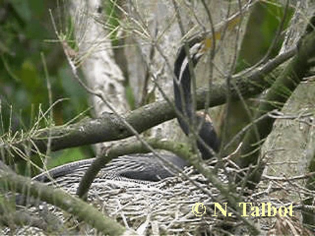 Austral-Schlangenhalsvogel - ML201743701
