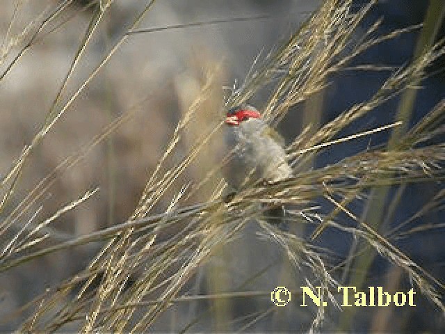 Red-browed Firetail - ML201744081