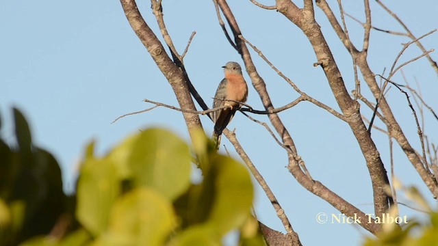 Fan-tailed Cuckoo - ML201744551