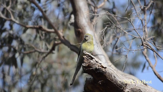 Red-rumped Parrot - ML201744591