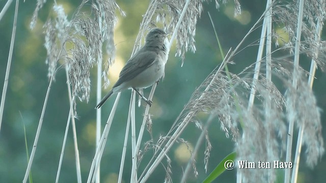 Common Reed Warbler - ML201744701