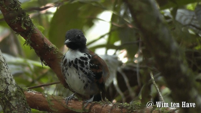 Spotted Antbird - ML201744721
