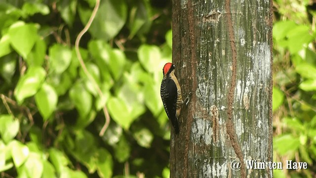 Black-cheeked Woodpecker - ML201744731