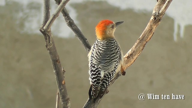 Red-crowned Woodpecker - ML201744881