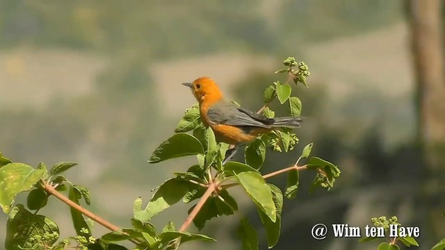 Rufous-chested Tanager - ML201744931