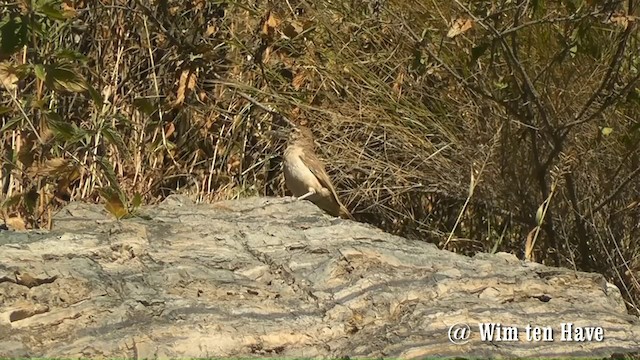  - Thick-billed Miner