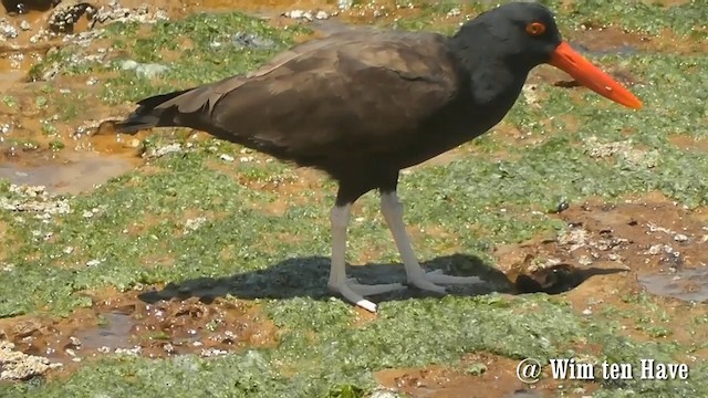  - Blackish Oystercatcher