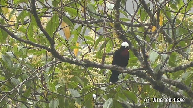 White-capped Tanager - ML201745321