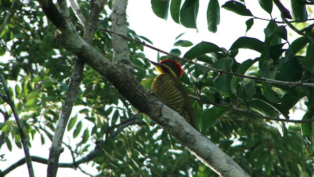 Golden-green Woodpecker (Golden-green) - ML201745371