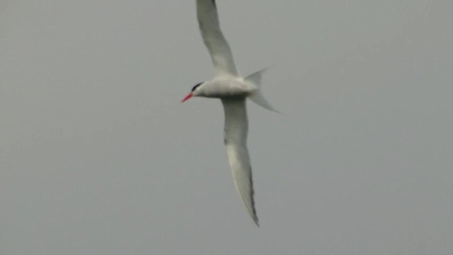 South American Tern - ML201745491