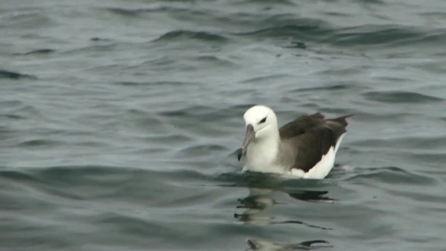 Black-browed Albatross (Black-browed) - ML201745501