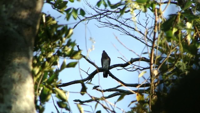 holub šupinkový - ML201745601