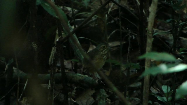Spotted Antpitta - ML201745741