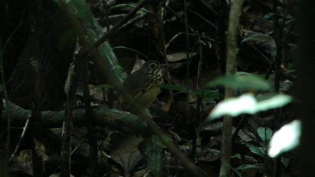 Spotted Antpitta - ML201745751