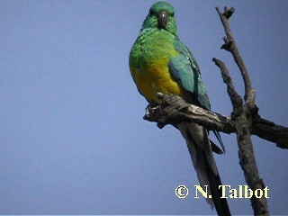 Red-rumped Parrot - ML201745991