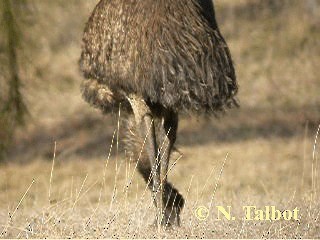emu hnědý - ML201746191