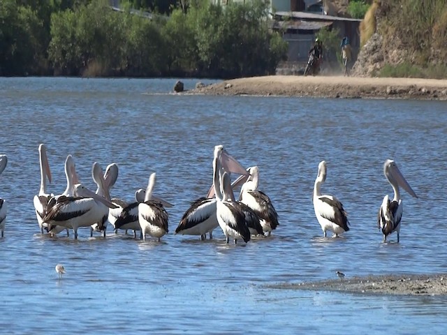 pelikán australský - ML201746491