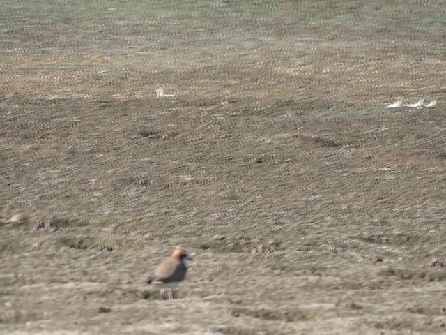 Red-capped Plover - ML201746561