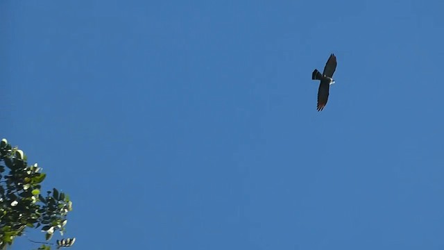 Plumbeous Kite - ML201747011