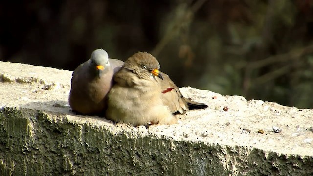  - Croaking Ground Dove