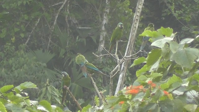 Blue-headed Macaw - ML201747191