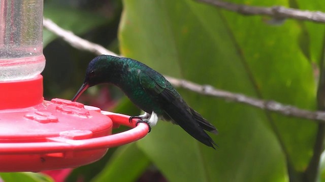 Indigo-capped Hummingbird - ML201747251