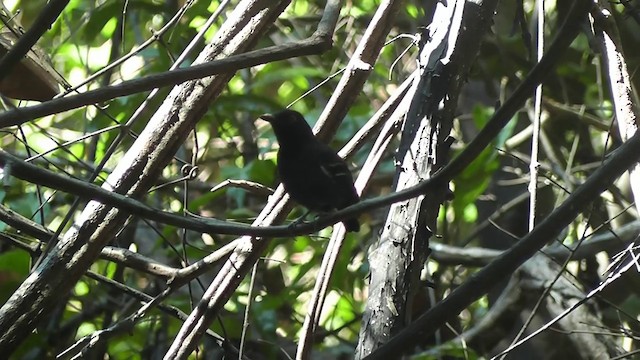 Black-tailed Antbird - ML201747261